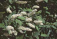 R. Prunus Virginiana